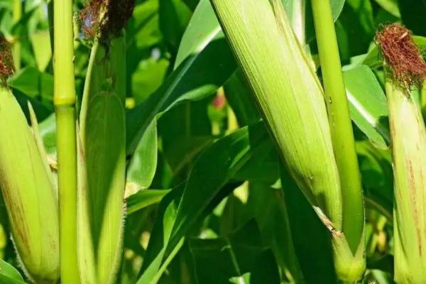 登峰312玉米品种的特性，适宜播期6月上中旬