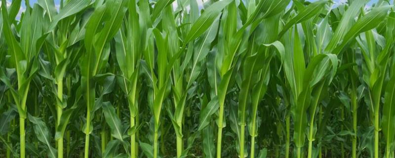 登峰312玉米品种的特性，适宜播期6月上中旬