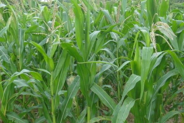 艺海九和玉米种简介，种植密度5500株/亩
