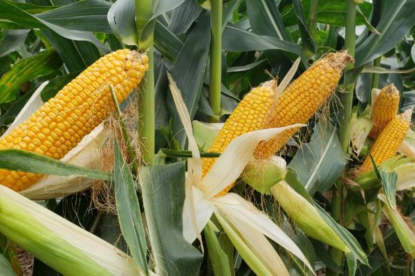 秦玉790玉米品种简介，适宜播种期6月中上旬