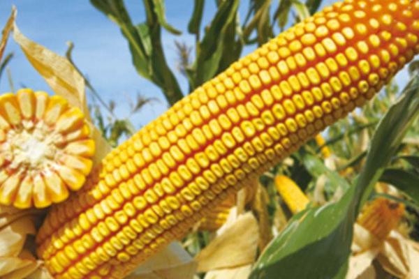 榆单866玉米种子特点，适宜播种期4月中下旬