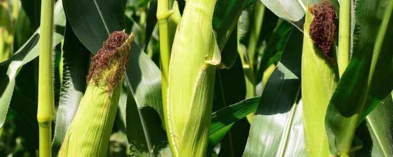 咸科904玉米种子简介，适宜播种期6月上到6月中旬