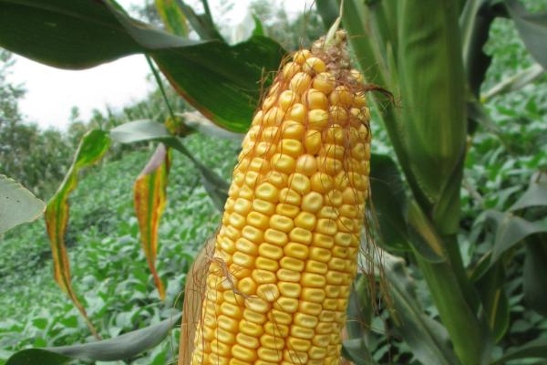 DF815玉米品种简介，注意防治病虫害