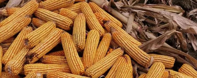 华盛66玉米品种的特性，适宜播种期4月下旬-5月上旬
