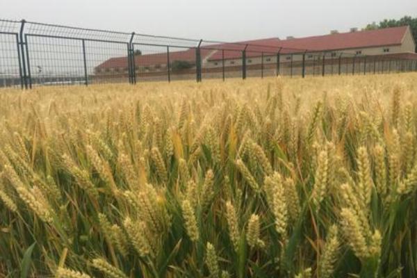 荣华520小麦品种的特性，适宜播期10月上中旬