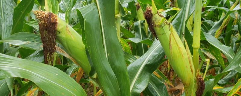 中垦玉218玉米种子特征特性，注意防治病虫害