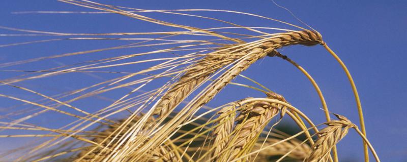伟隆181小麦种子特征特性，适宜播期10月上中旬