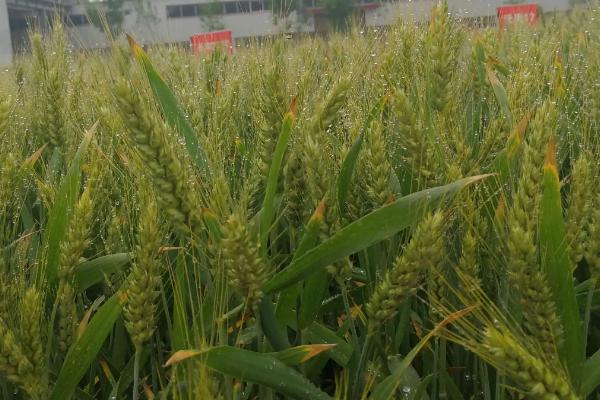 荣华520小麦品种的特性，适宜播期10月上中旬