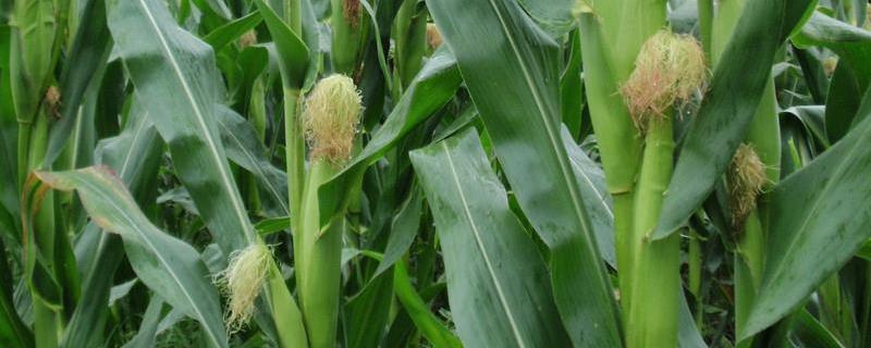 禾创67玉米品种的特性，夏播适宜在5月中旬前播种