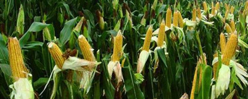 楚单14号玉米种子介绍，应选择中等以上肥力地块种植