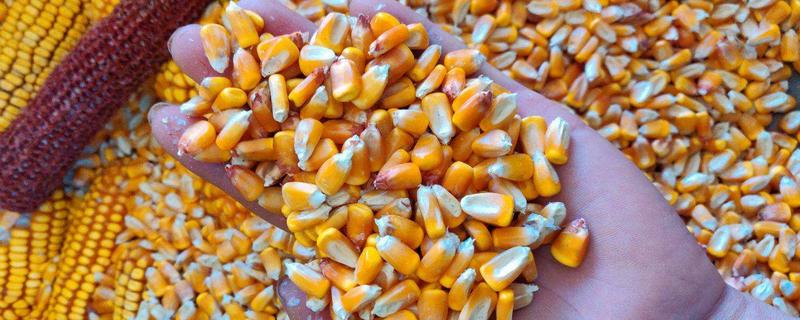 乾泰6819玉米种子特征特性，小穗密度疏到中