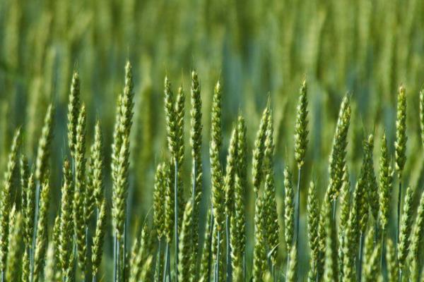 西农998小麦种子特征特性，区试平均生育期223.4天
