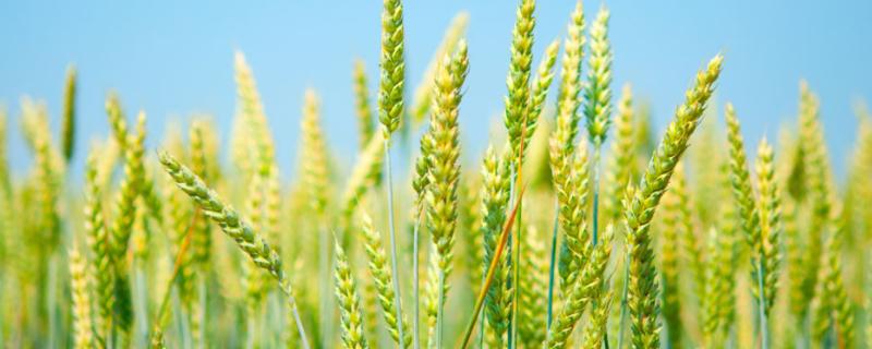 西农1125小麦品种简介，注意防治病虫害