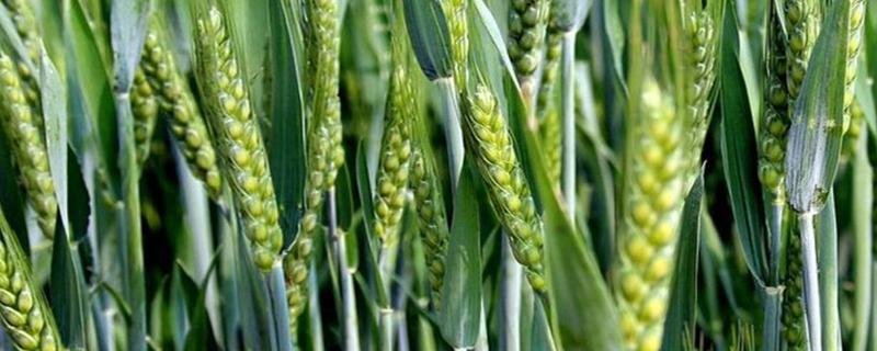 农科1132小麦品种简介，属半冬性品种
