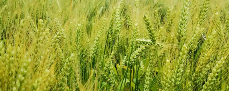 西农119小麦种子介绍，适宜播期10月上中旬