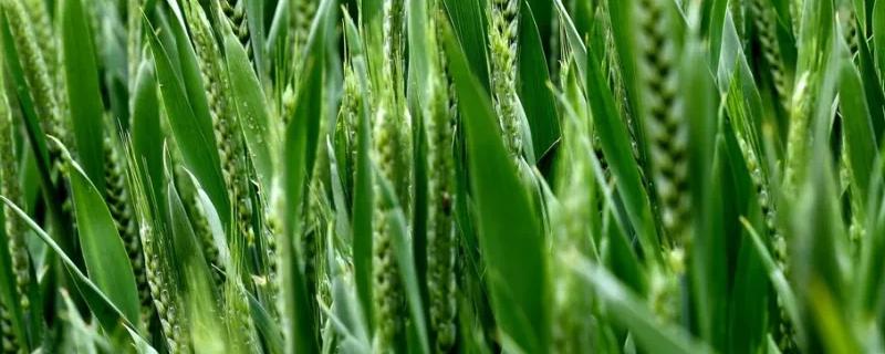 西农998小麦种子特征特性，区试平均生育期223.4天
