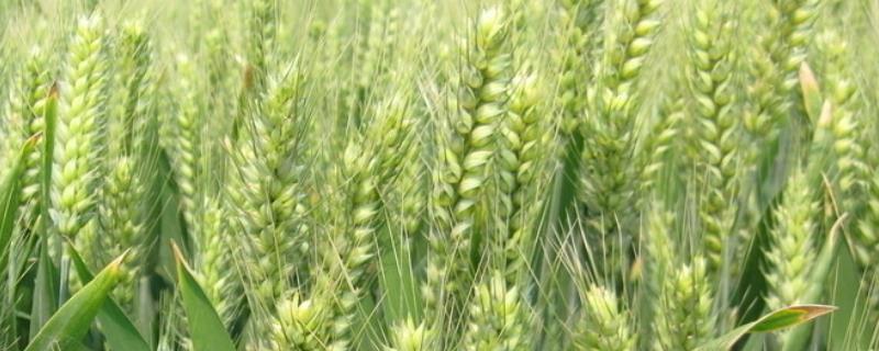西农186小麦种子特征特性，适宜播期10月上中旬