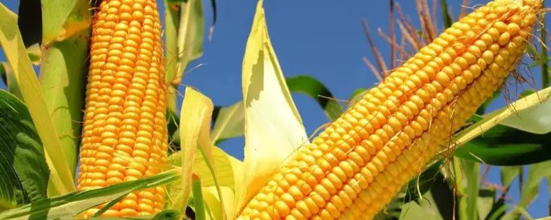 璐玉1947玉米种子特点，基肥应每亩施45千克