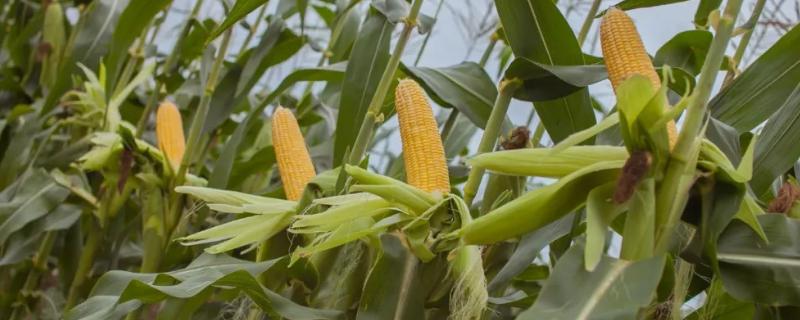 盛玉828玉米种子简介，4月中上旬播种