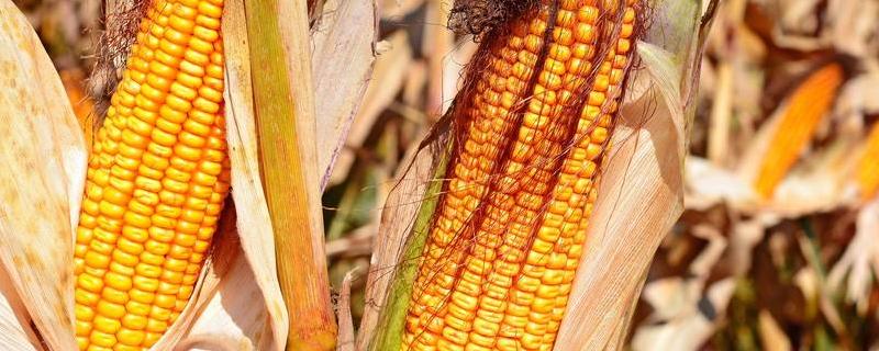 三盛328玉米种子介绍，基肥应每亩施60千克
