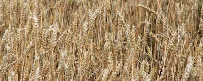 陇鉴9828小麦品种简介，适宜播种期9月中旬～下旬