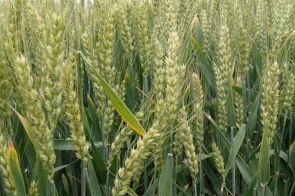 张春27号小麦品种的特性，防止密度过大发生倒伏