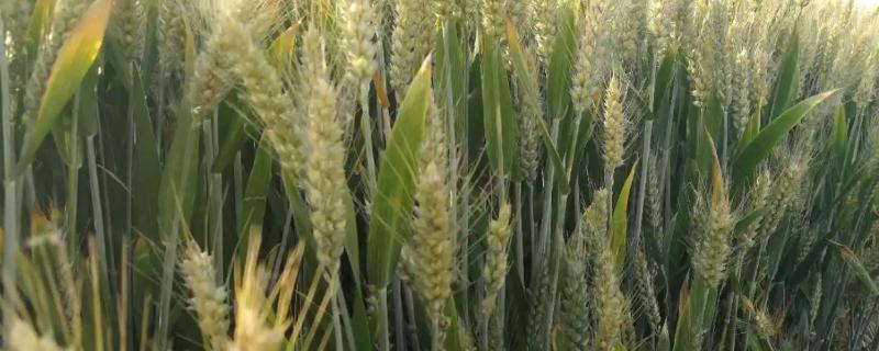 中植19号小麦品种简介，适宜播种期10月中旬