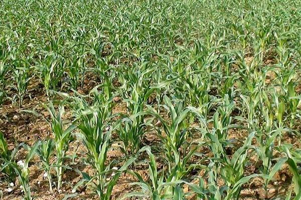 M1371玉米品种的特性，全生育期灌水3-4次