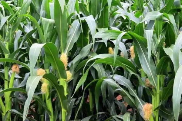 七合玉H81玉米品种的特性，亩种植密度5500株