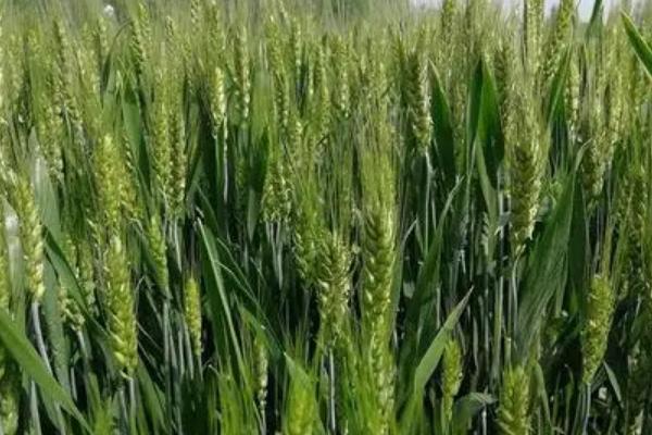 张春27号小麦品种的特性，防止密度过大发生倒伏