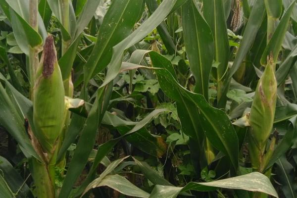 七合玉H81玉米品种的特性，亩种植密度5500株