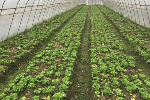 冬季确保大棚蔬菜增产的措施，整地前要施入充足的优质有机肥