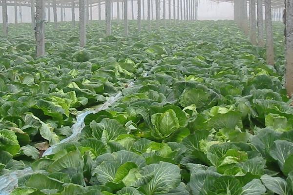 冬季确保大棚蔬菜增产的措施，整地前要施入充足的优质有机肥