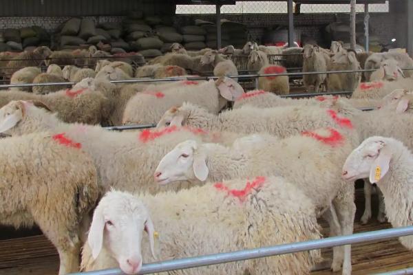 羊的养殖方法，适宜在干燥凉爽的通风处生活