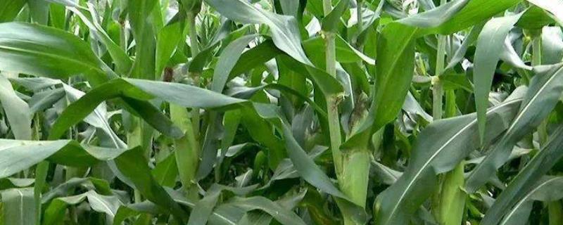 XL1911玉米种子简介，选择中上等肥力的土壤