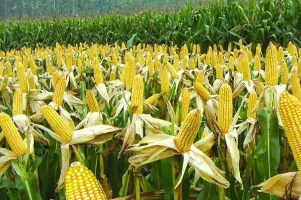 宏景197玉米品种的特性，北疆春播生育期112.0天