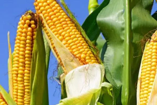 宏景197玉米品种的特性，北疆春播生育期112.0天
