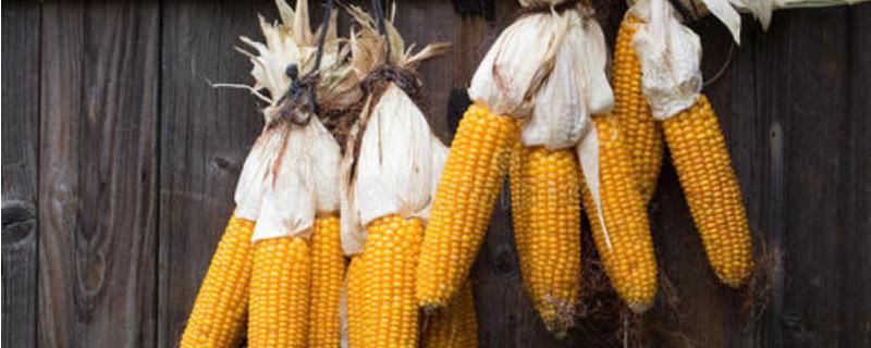 华夏8802玉米品种的特性，手工播种或用播种机精量播种