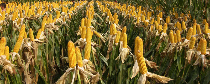 广青512玉米品种简介，选择中上等肥力的土壤
