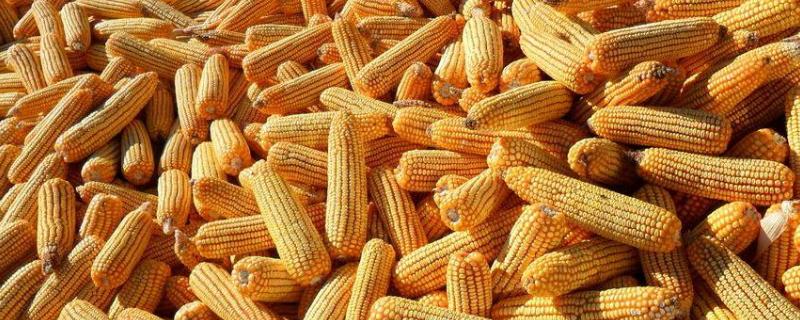 华西811玉米品种简介，即该品种为非转基因品种