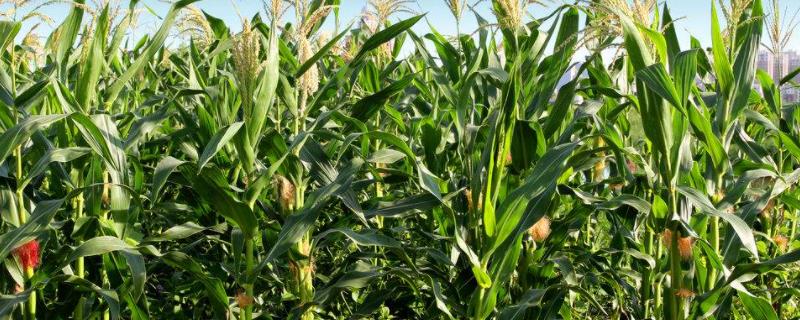 科沃856玉米种子特征特性，即该品种为非转基因品种