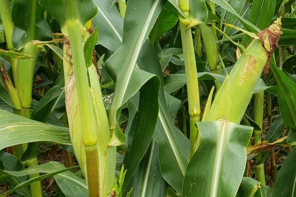 源田5192玉米品种的特性，全生育期浇水5-7次