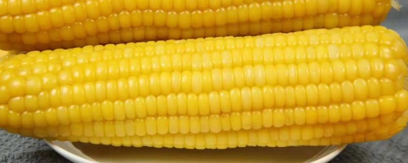 金谷玉2091玉米品种的特性，生育期90.85天