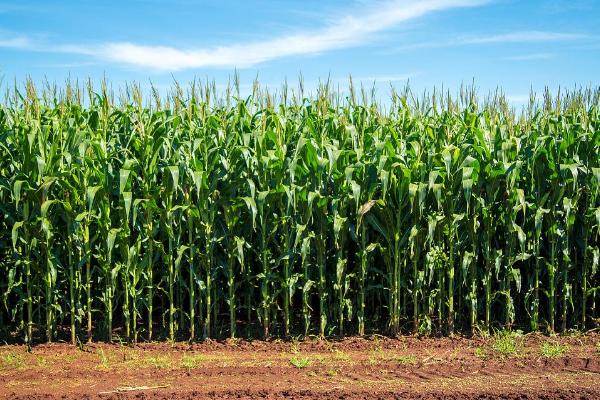 美联102玉米种子特征特性，选用中等肥力以上地块种植