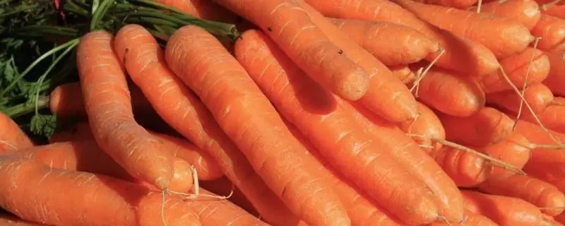 如何延长胡萝卜的贮藏保质时间,这样的胡萝卜在贮藏过程中容易保存