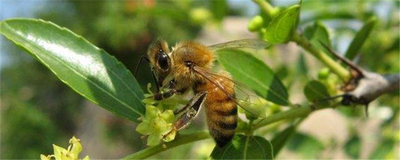 怎么识别蜜蜂即将分蜂，有哪些明显的征兆