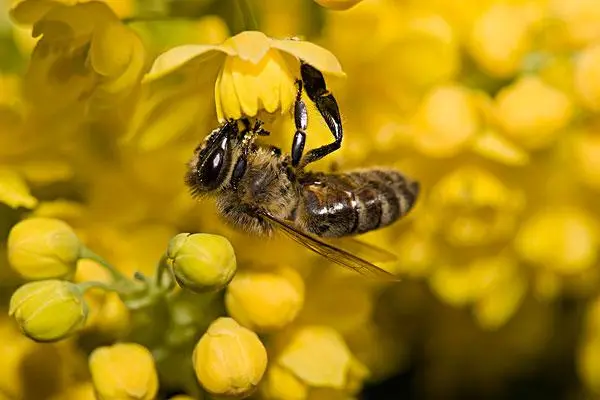 怎么识别蜜蜂即将分蜂，有哪些明显的征兆