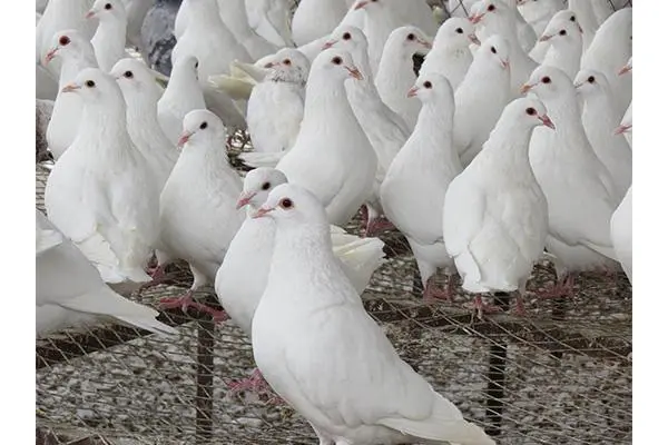 肉鸽怎么养殖方法,关于鸽子生活环境的要求不是特别高
