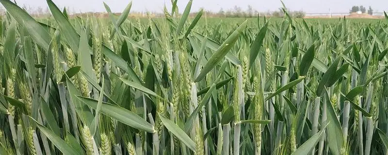 怎么判断小麦是真旺还是假旺 区分方法