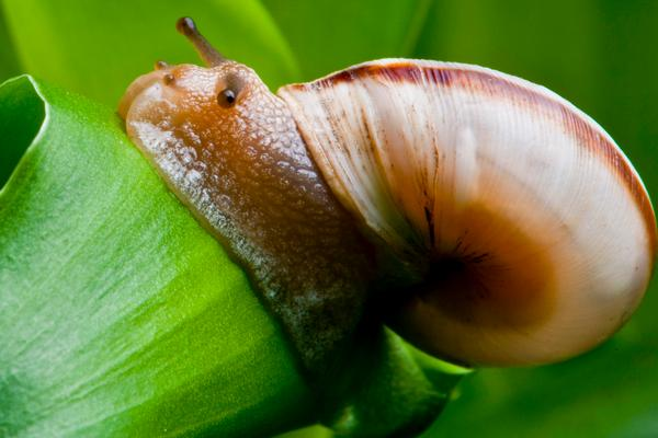 蜗牛适合养在什么容器，选择透气性好的容器来进行养殖